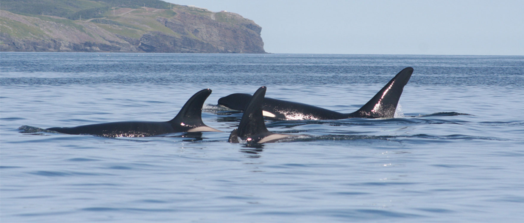 Orca whales at the surface in Trinity Bay