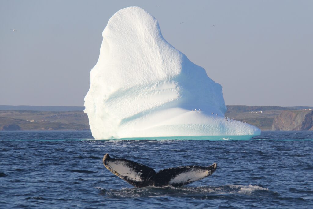 humpback whale tail in front of iceberg off the coast of eastern newfoundland