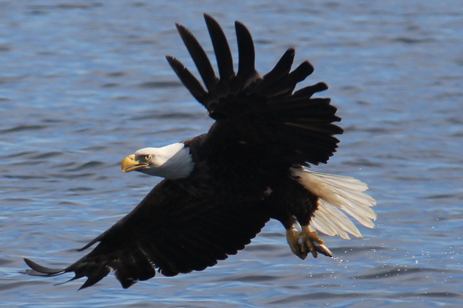 A bald eagle displays its impressive wing span as it soars across the top of the water along the Bonavista Peninsula