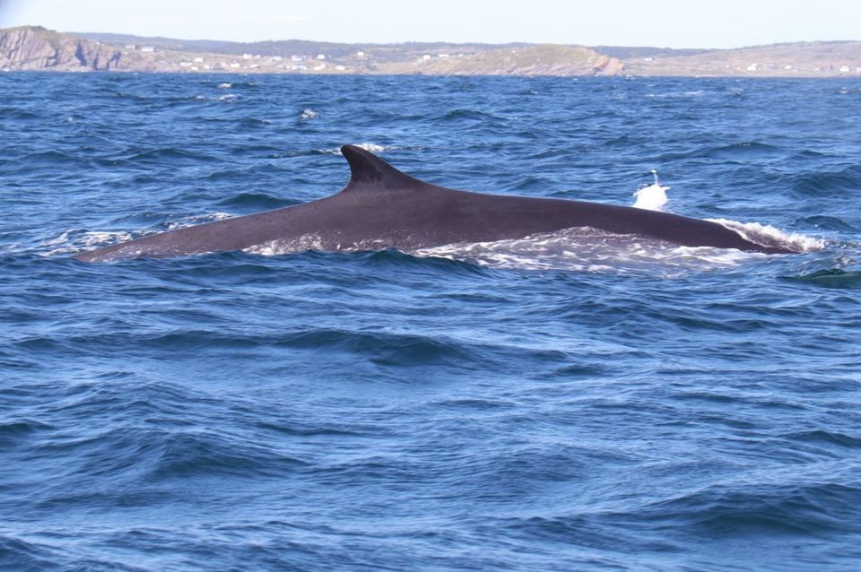 Closeup photo of a fin whale in a water body