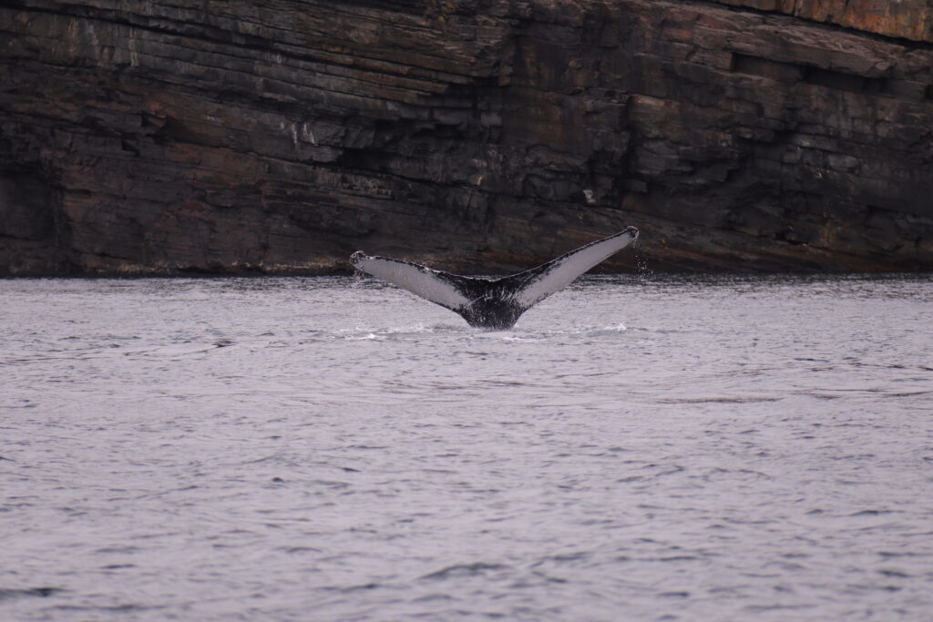 A hump back whale tail different angle