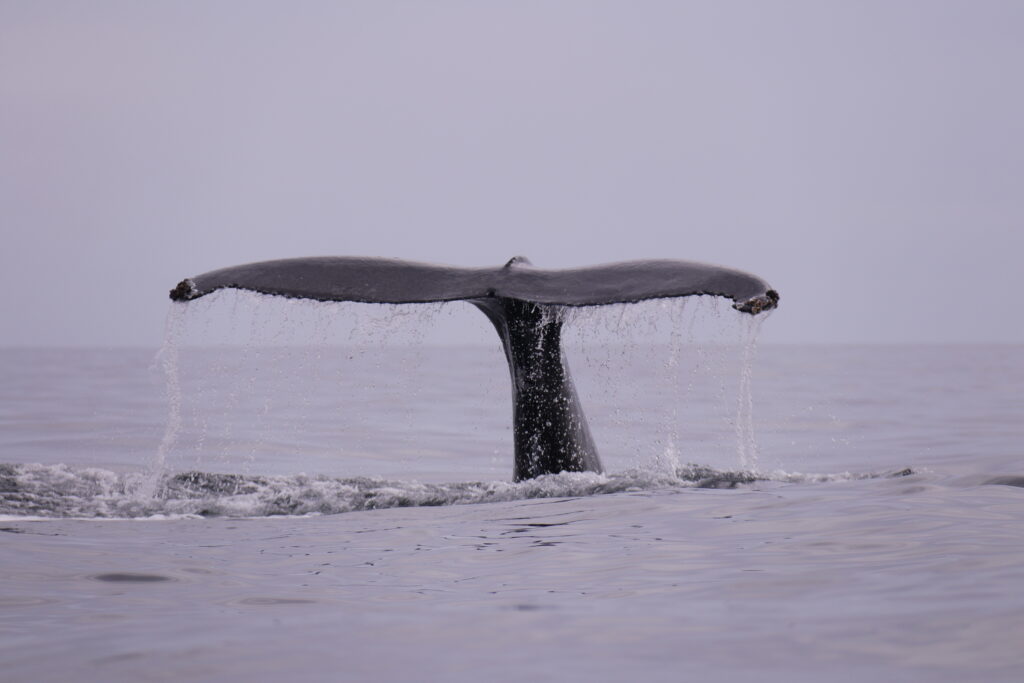 Closeup photo of the tail of a humpback whale