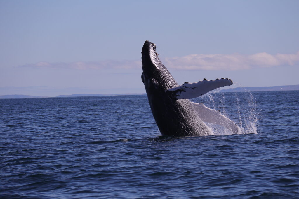 A Humpback whale pokes its head out of the water