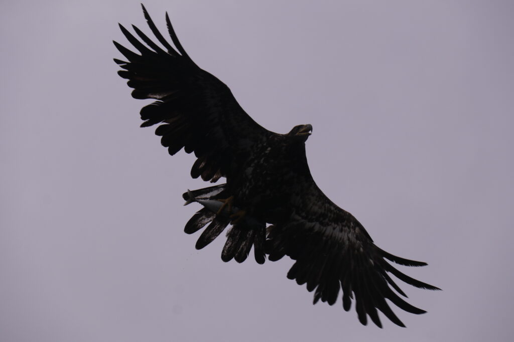 White tailed eagle flying in the sky in daytime