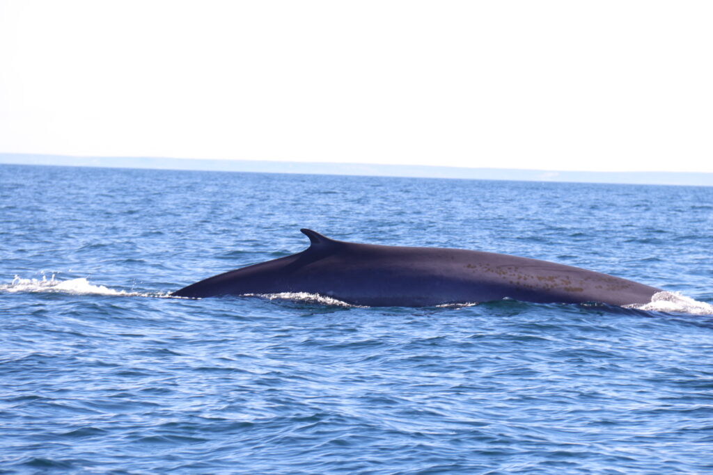A fin whale in the ocean spotted image