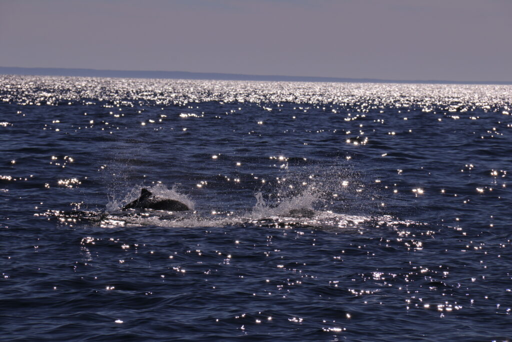 dolphins sighting in the afternoon