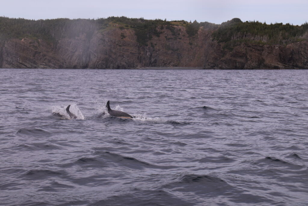 Orcas in the ocean source with trees in the background