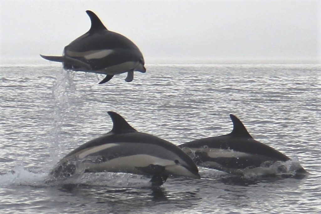 Dolphins jumping out of water source
