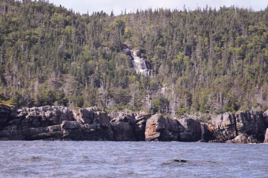 A cliff with trees viewed from a water source