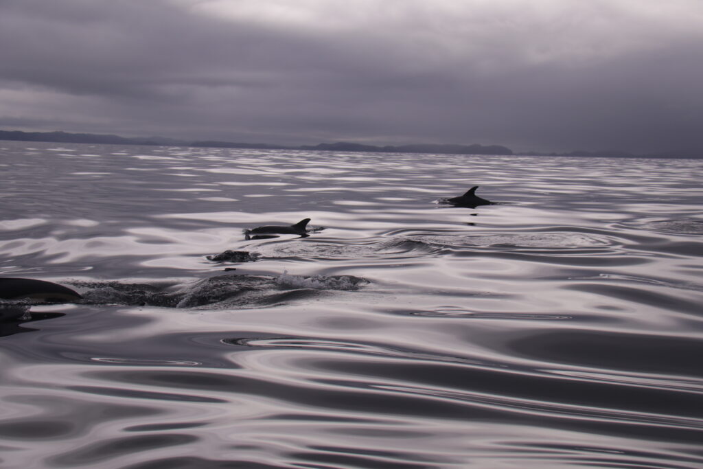 Dolphins swimming in a water body source