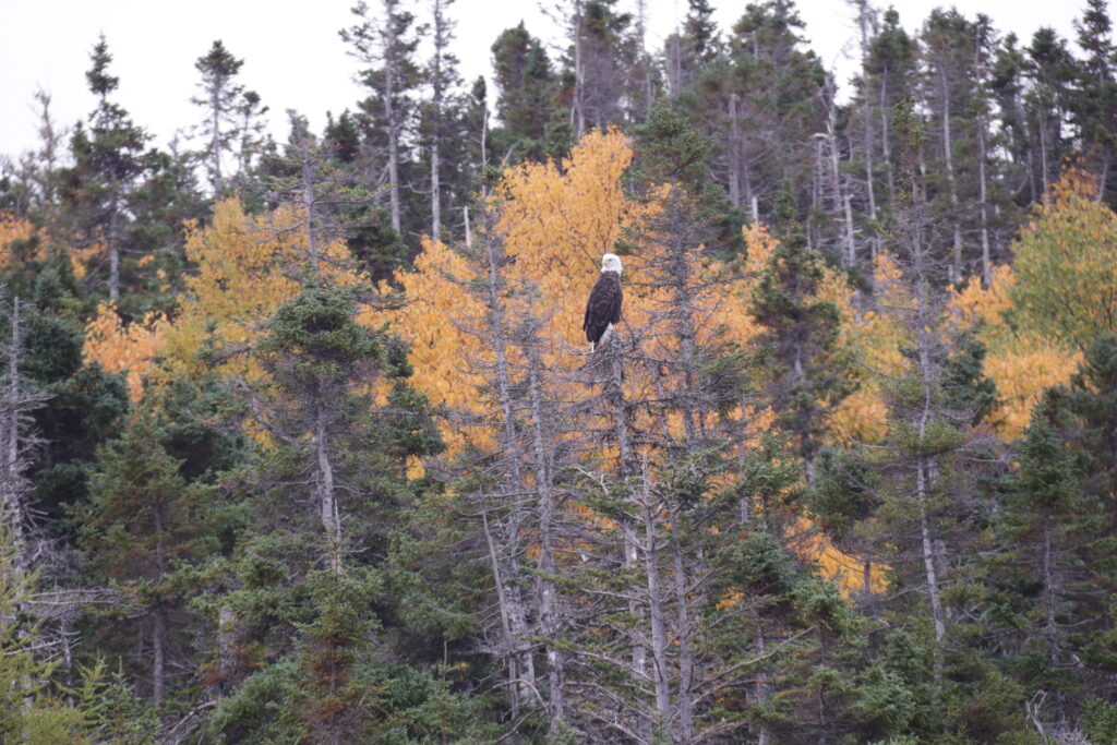 A bald eagle on top of a tree surroundings
