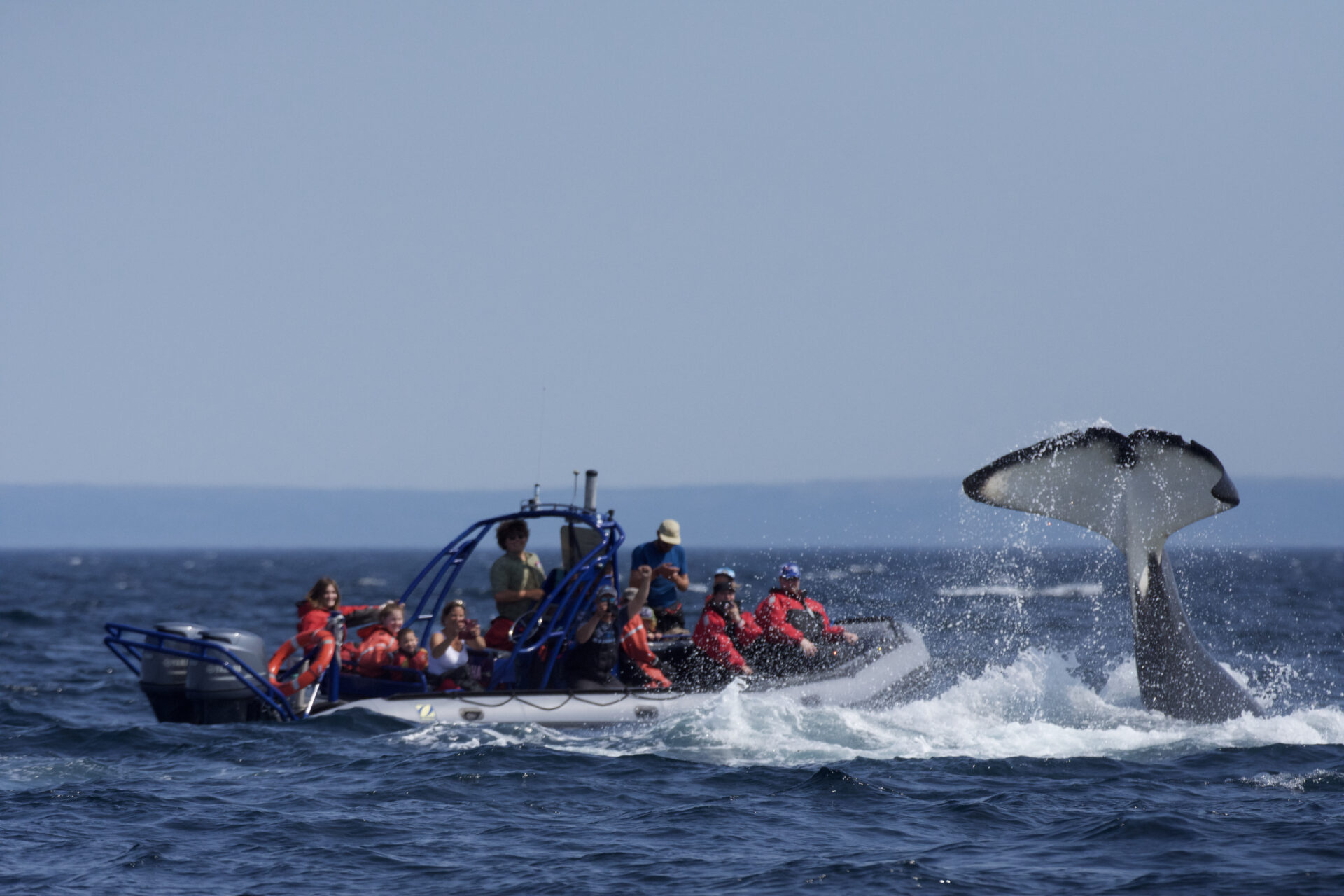 A whale tail reaches high out of the water, right next to a zodiac boat filled with excited whale watchers. The white splashes of the water create a beauatiful contrast with the blues if the ocean and sky on a bright day.