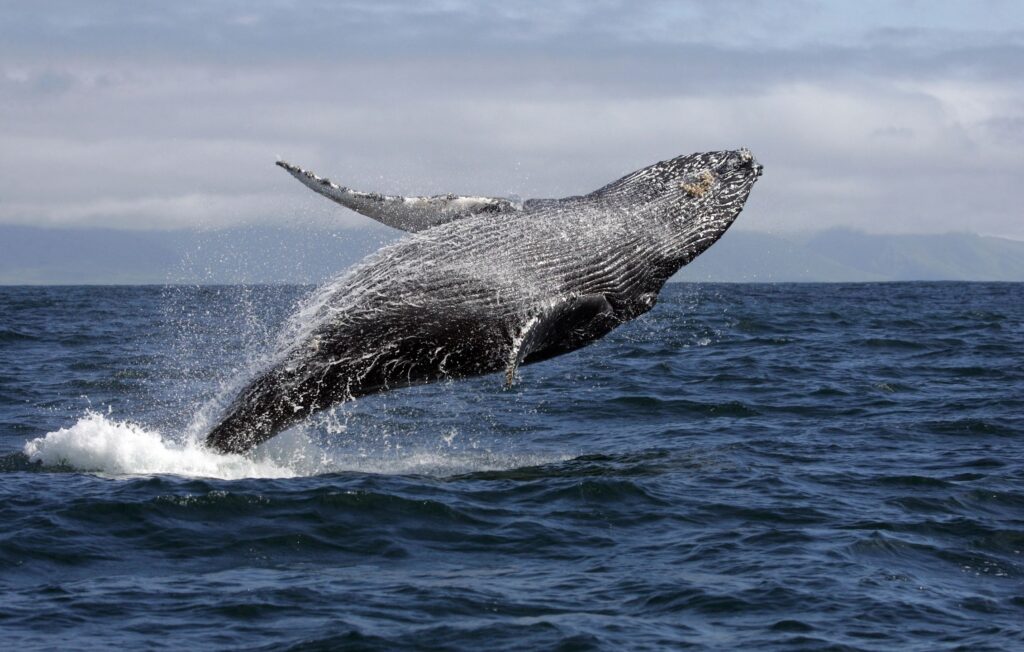 A humback whale breaches high out of the water on a Sea of Whales whale watching tour on the Bonavista peninsula.