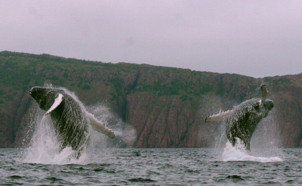 Two whales leap out of the ocean in unison, against the rugged coast of the Bonavista Peninsula