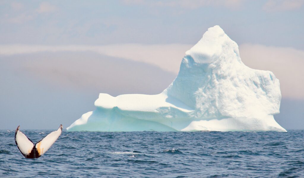 A humpback whale tale waves in the foreground of a towering iceberg off the coast of the Bonavista Peninsula.