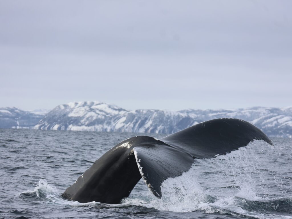 Humpback whale tail splashing at the water's surface in eastern Newfoundland. The coastline of the Bonavista Peninsula in the background is still snow covered in early spring, moving into the best time to see whales in Newfoundland.
