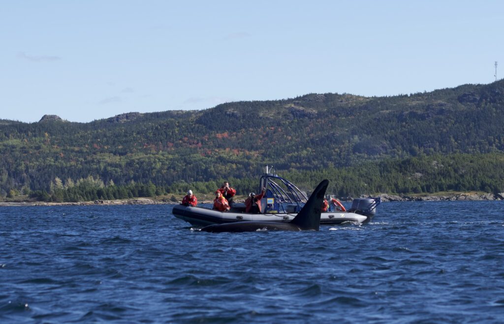 An orca whale shows off its dorsal fin near Sea of Whales zodic boat tour. The coastline of the Bonavista peninsula, in the background, is showing its red and orange fall colours.