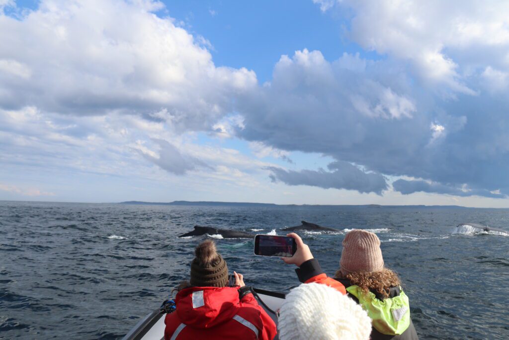 taking photos of whales on a smartphone from a zodiac boat tour in trinity bay, bonavista peninsula. Humpback whales are surfacing at the front of the boat.