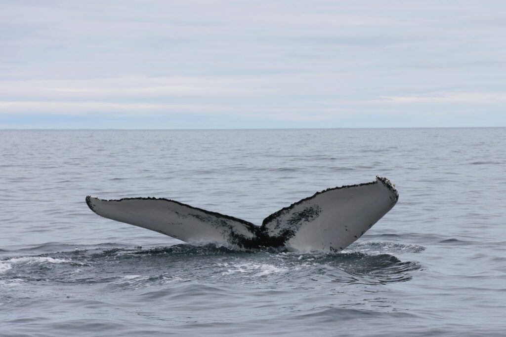 humpback whale bonavista peninsula. whale tale