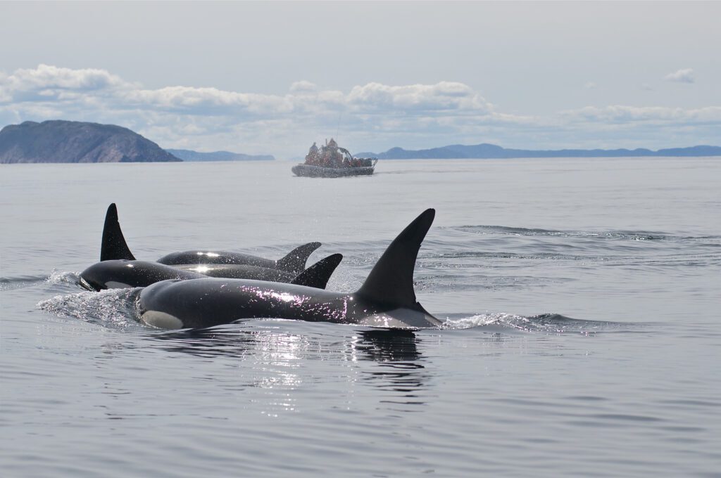 orcas swimming on the surface of Trinity Bay, along the bonavista peninsual. Whales frequent this region