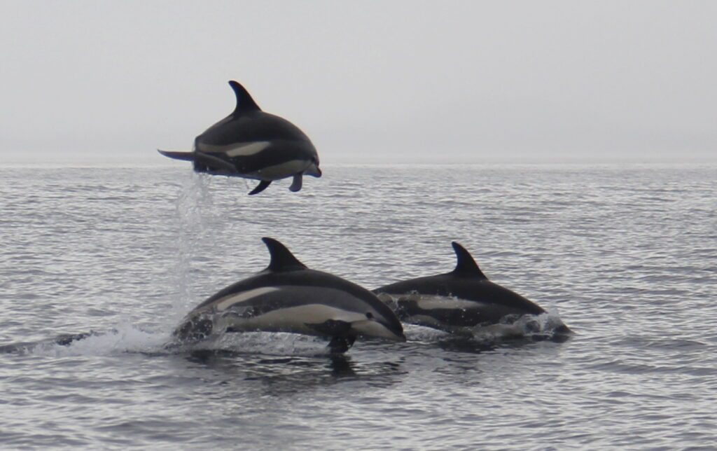 dolphins