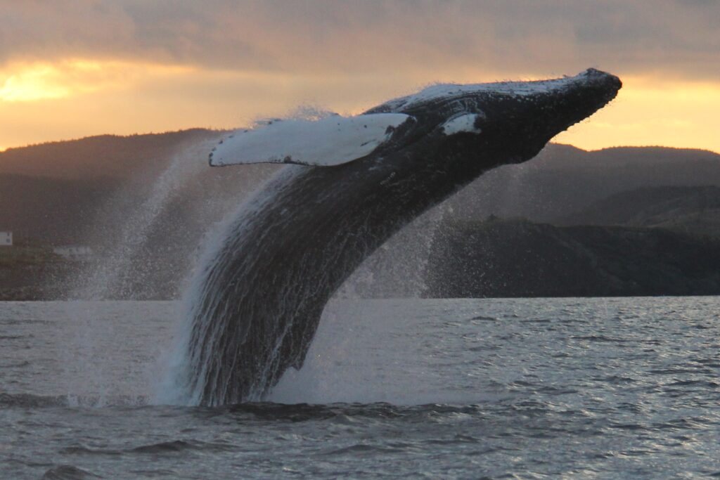 Humpback whale breaching in Trinity Bay, Newfoundland