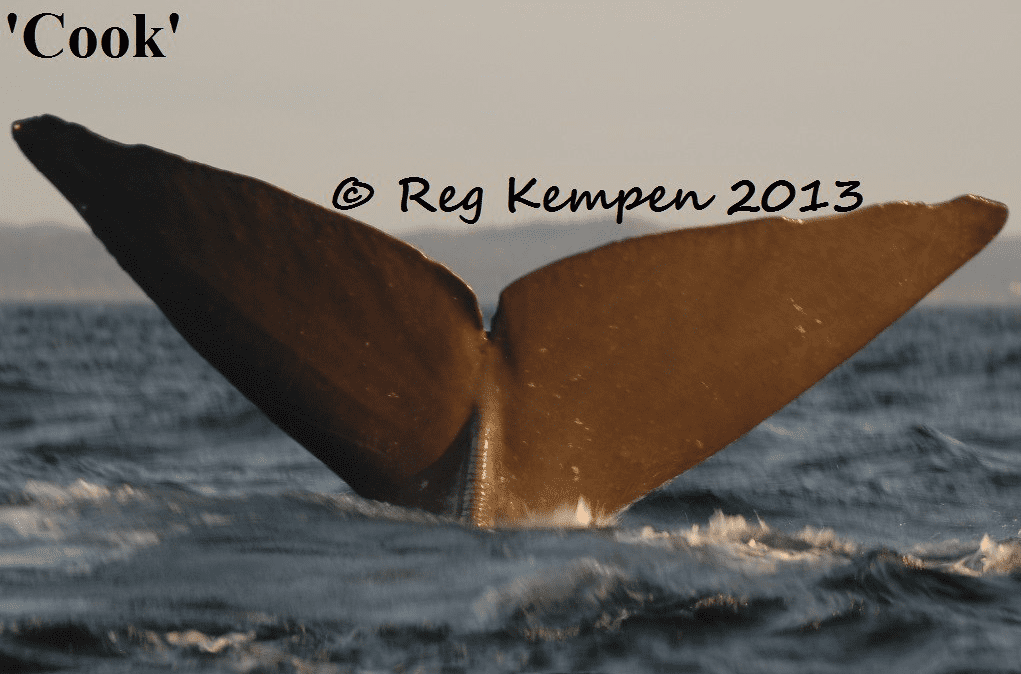 Sperm whale tale in bonavista bay. Tales contain unique markings that help to identify individual whales. Sea of Whales adventures contributes to international whale research on sperm whales!