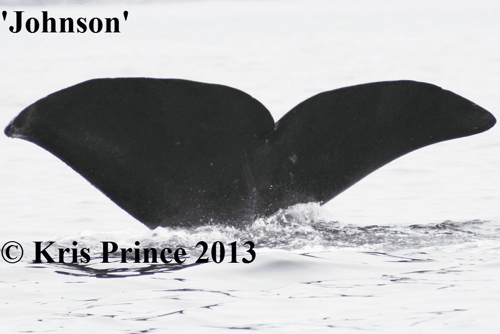 Sperm whale tale in bonavista bay. Tales contain unique markings that help to identify individual whales. Sea of Whales adventures contributes to international whale research on sperm whales!