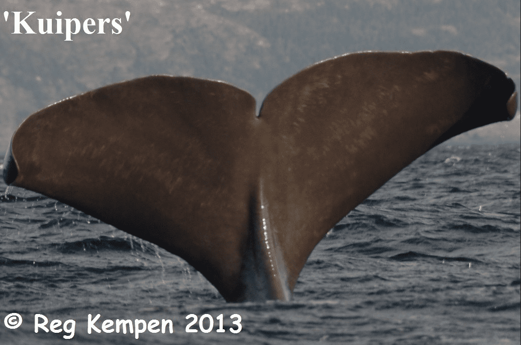 Sperm whale tale in bonavista bay. Tales contain unique markings that help to identify individual whales. Sea of Whales adventures contributes to international whale research on sperm whales!