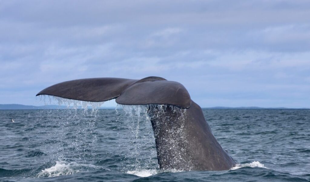 Sperm whale with research tag along bonavista peninsula