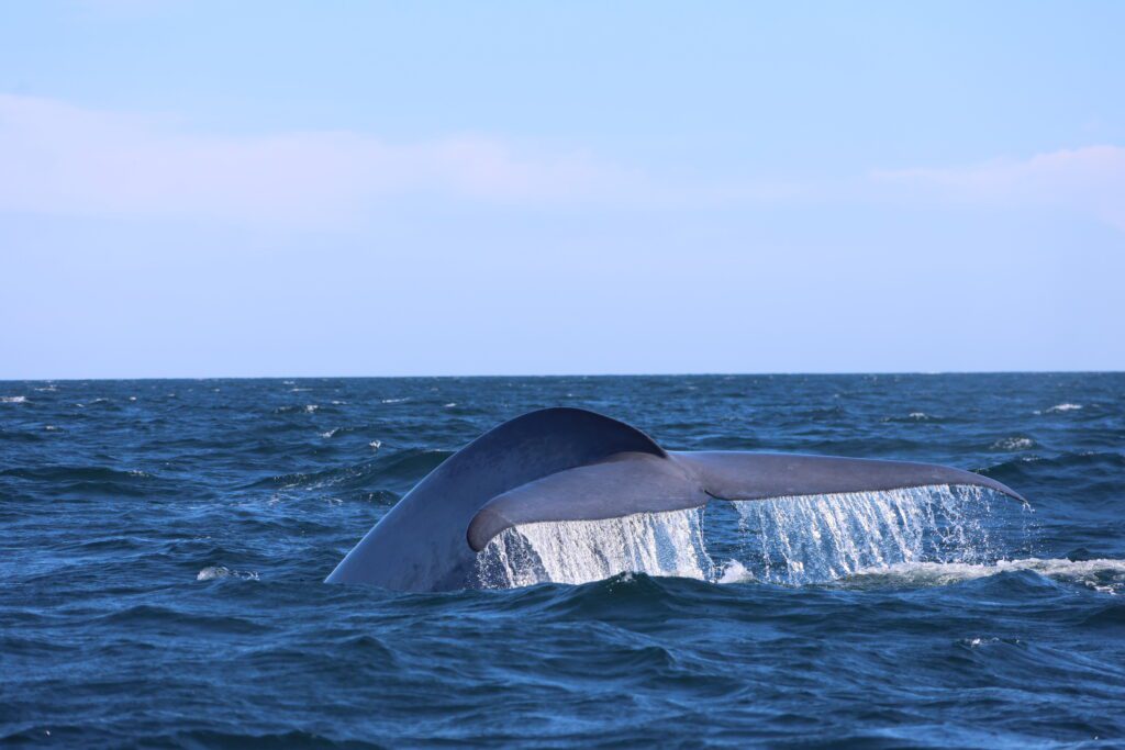 blue whale tale bonavista bay