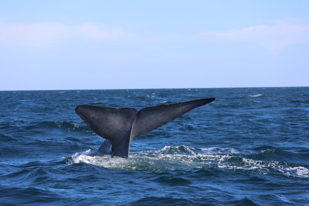 blue whale tail