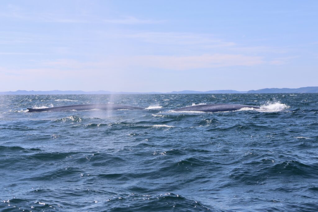 blue whales in bonavista bay