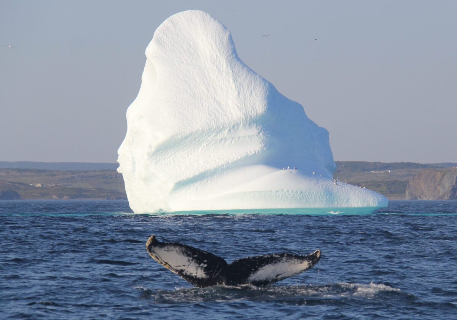 humpback whale tail in front of iceberg off the coast of eastern newfoundland